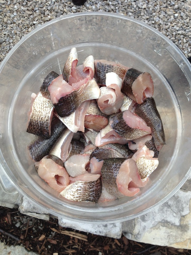 The local whitefish used at Door County's traditional fish boil. 