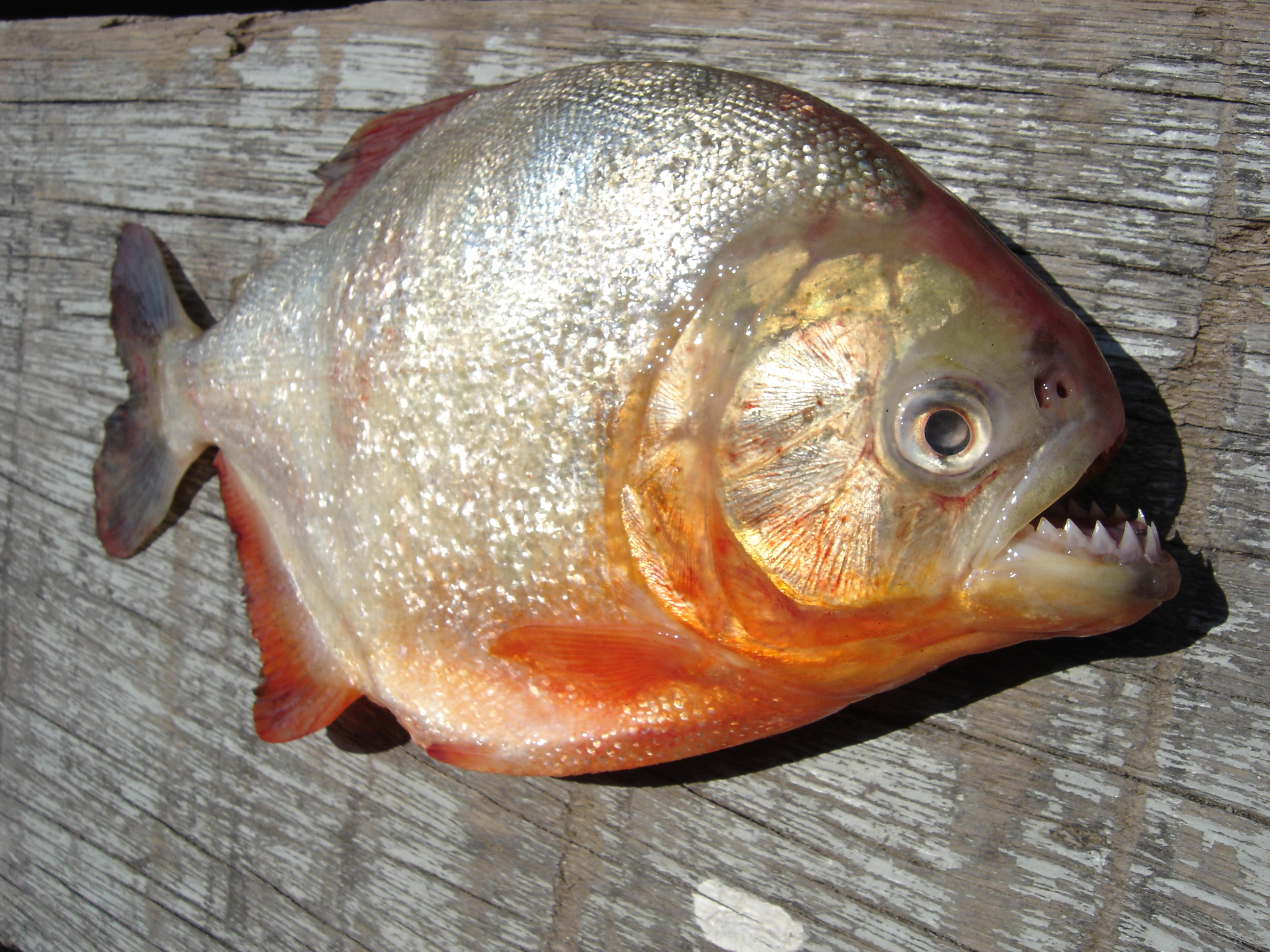 Fishing for Piranhas in the Amazon – Wake and Wander